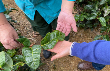 Buddha Hand & 'Special Roast' Dong Ding