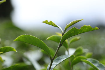 NEW Winter 2022 Harvest Oolong