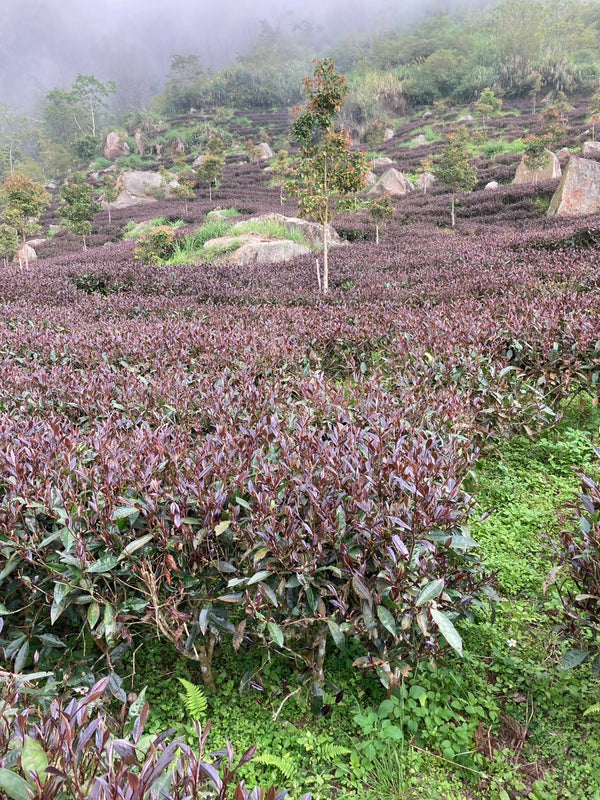 Wild Purple Leaf Red Oolong